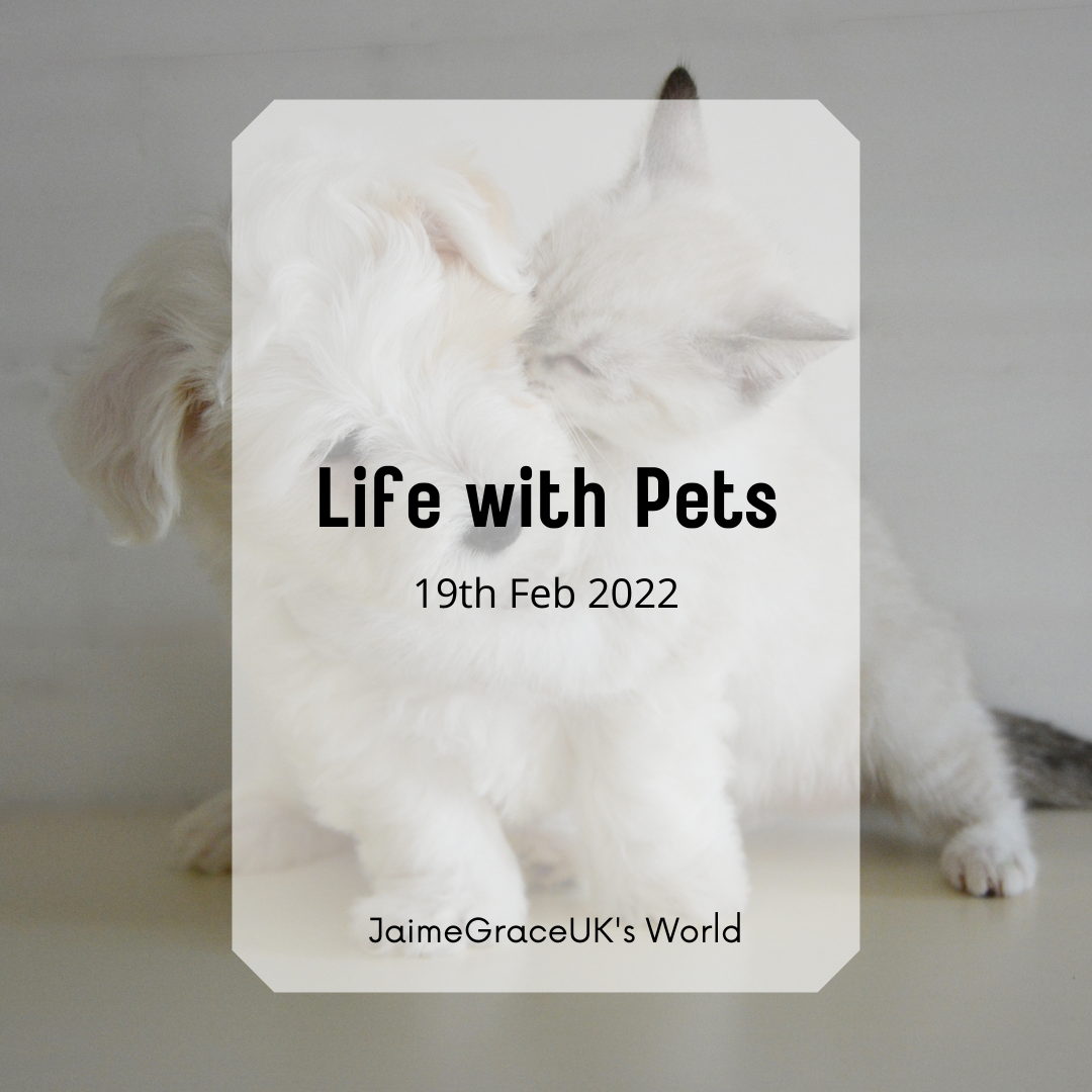 Life with pets